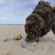 Hond Joy pakt een leeg flesje van het strand