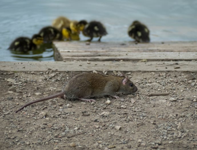 De beste leefomgeving voor een rat: beschutting, graafmogelijkheden en vooral de aanwezigheid van eten.